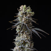 π Cherry Popperz Seeds (100% off)